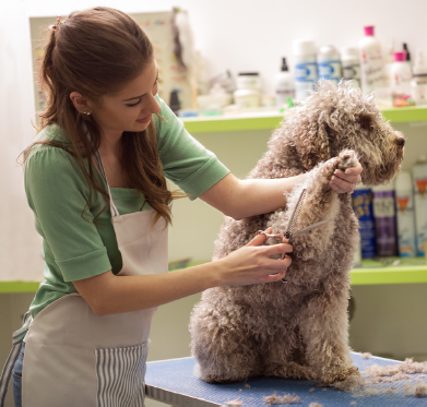 Pet Groomer | Career Profile | AgCareers.com